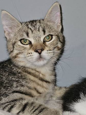 Buscando reubicar a 6 gatitos (FORTSON)63664482199811121