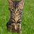 Tuxedo Tabby 1 thumbnail