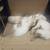 Kittens $20.00 rehoming fee 2 thumbnail