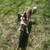 Border Collie 2 thumbnail