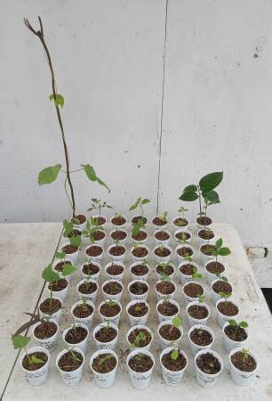 ♡All 56 Plants for $25♡Fruit & Veg Garden Bundle♡ 1