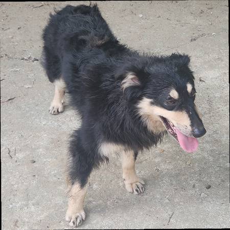FREE English Shepherd adult female (Corinth)63625228809987121