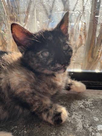 Gatitos, pequeña tarifa de reubicación de $5063860182985347121