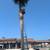 San Gabriel Palm and Tree care Services 18 thumbnail