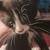 Kittens 3 thumbnail