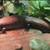 Fire skinks 2 thumbnail