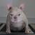 Male frenchie rehome 2 thumbnail