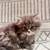 Persian kittens 2 thumbnail