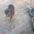 Puppies 8 thumbnail