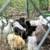 Silkie Hatching Eggs 1 thumbnail