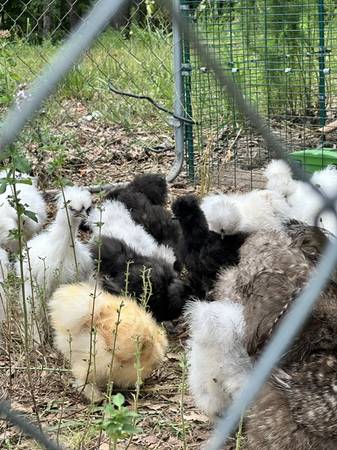 Silkie Hatching Eggs 1