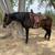 Trail gelding 1 thumbnail