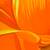 Alex Nizovsky - Californian Poppy #4 - Modern Floral Art USA 18"x24" 5 thumbnail