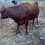 Lowline red angus cow 2 thumbnail