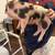 Potbelly piglets 2 thumbnail