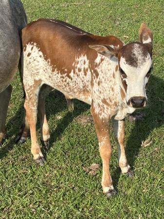 Registered miniature zebu bull calves 1
