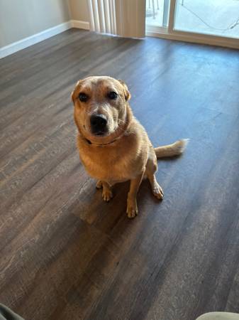 2 year old Red heeler / "Australian cattle dog"63961118830467121