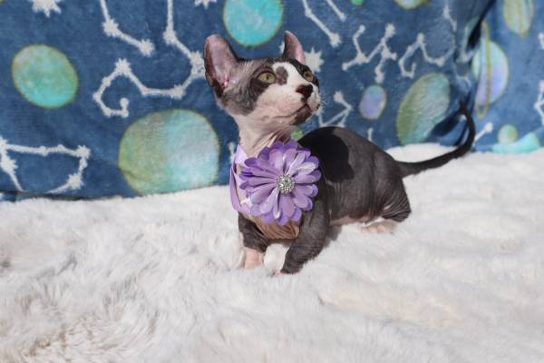 Sphynx Kittens (La Puente)63953815601539124
