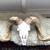 LARGE Ram Sheep Skull Man Cave Horns taxidermy 2 thumbnail