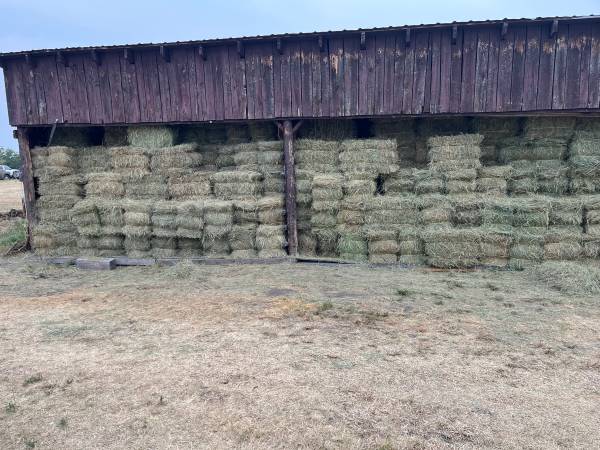Grass hay 1