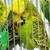English Budgies / Parakeets 8 thumbnail