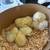 Easter egg layer chicks 1 thumbnail