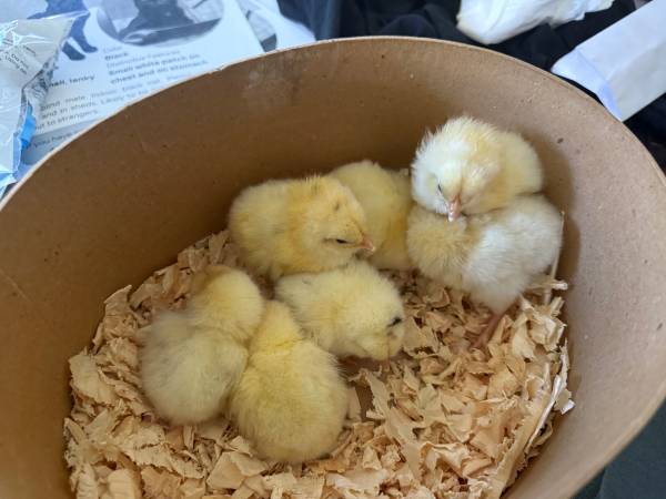 Easter egg layer chicks 1
