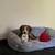 Hound Pup 1 thumbnail