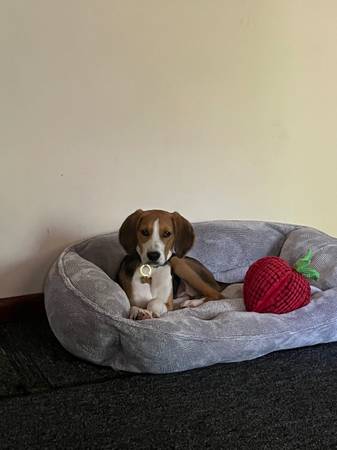 Hound Pup 1