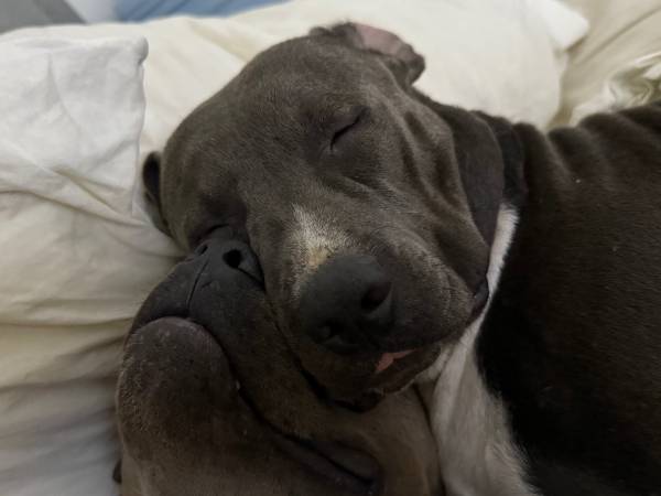 Bluenose pitbulls63894716037379123