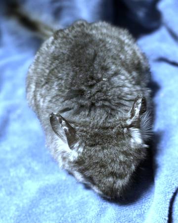 RPA ebony angora female chinchillas (Ankeny)63671572972675123