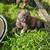 Livestock Guardians LGD puppies 1 thumbnail