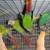 Green Cheek Conures Conure 1 thumbnail