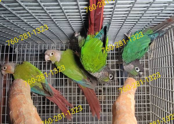 Green Cheek Conures Conure 1