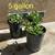 Outdoor Potted Plants 5 thumbnail