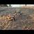 KUNEKUNE PIGLETS 6 thumbnail