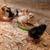 Barnyard mix chicks 5 thumbnail