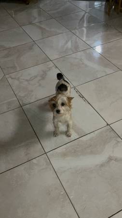 Parti yorkie 1