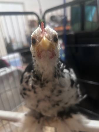Bantam Cochins !!!! 1