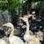 Chinese Goose – Perfect For Table Food or Pets! Each 7 thumbnail