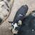 Young Kune Kune Boars 4 thumbnail