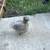 Silkies 5 thumbnail