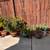 Variety Garden Live Plants. 9 thumbnail