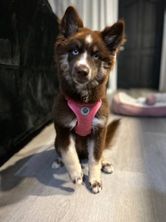 4 month old - Sweet Red Husky Female (Carlsbad)63955992661506121