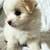Poodle mix 3 thumbnail