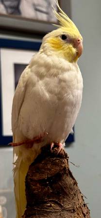 Young tame female cockatiel (New Market)63618994886915122