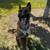 Belgian Malinois 3 thumbnail