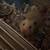 Hamster!!! 2 thumbnail