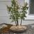 Zelkova Serrata Bonsai Copse 3 thumbnail