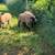 Hampshire Ram Sheep 3 thumbnail